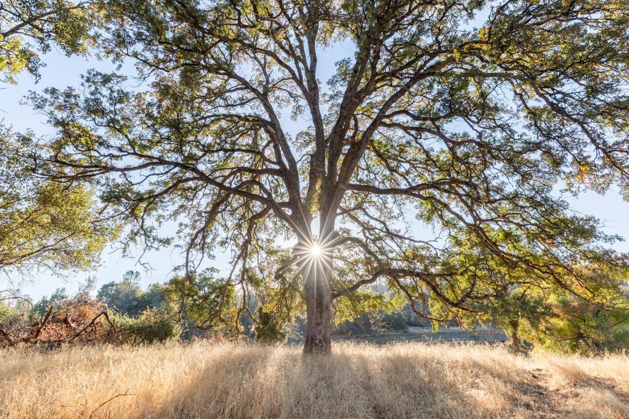 Rolling Oaks Ranch - 200 Acres Of Lakeside Beauty & Countryside Serenity Mariposa Exteriör bild