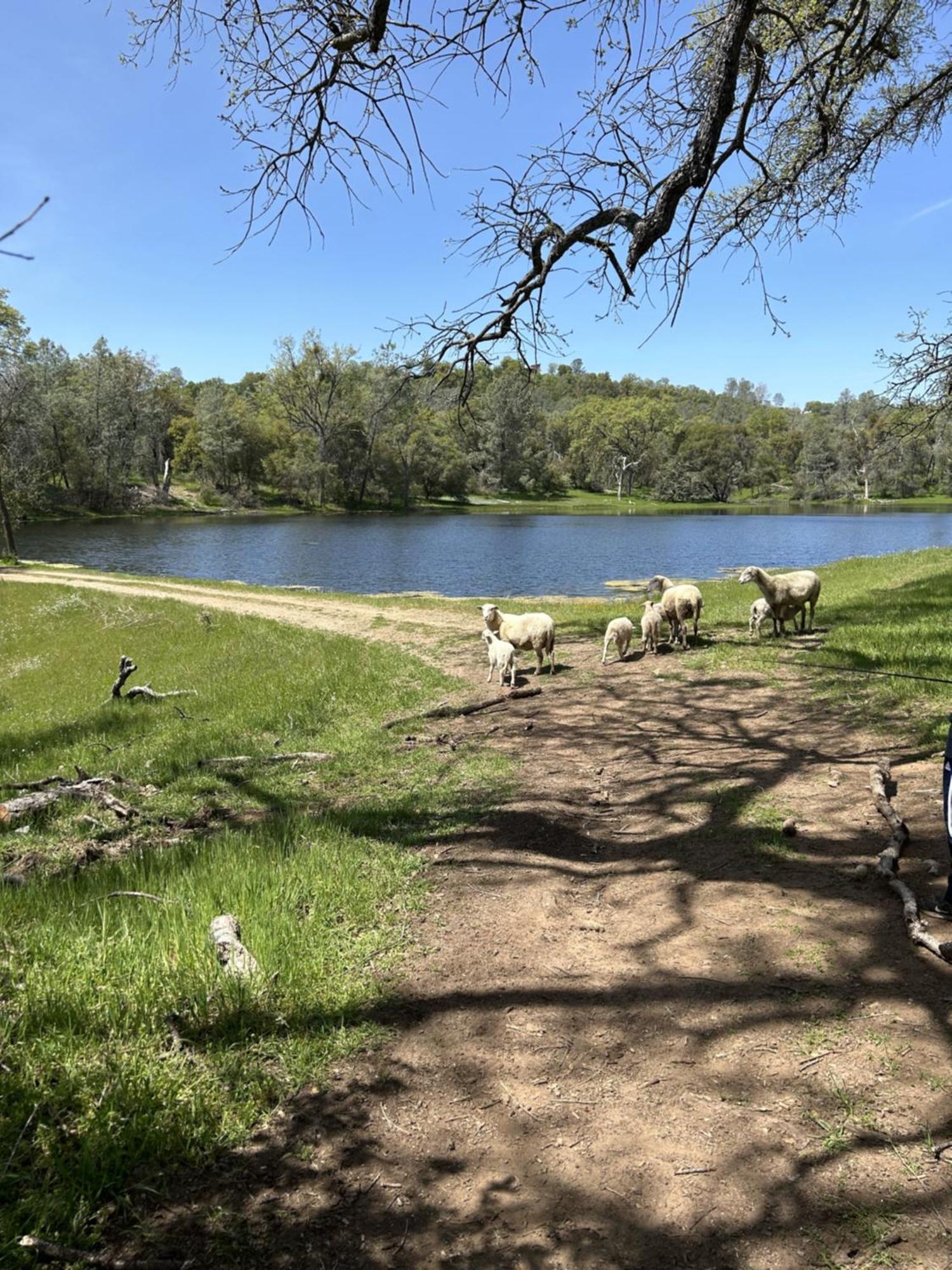 Rolling Oaks Ranch - 200 Acres Of Lakeside Beauty & Countryside Serenity Mariposa Exteriör bild