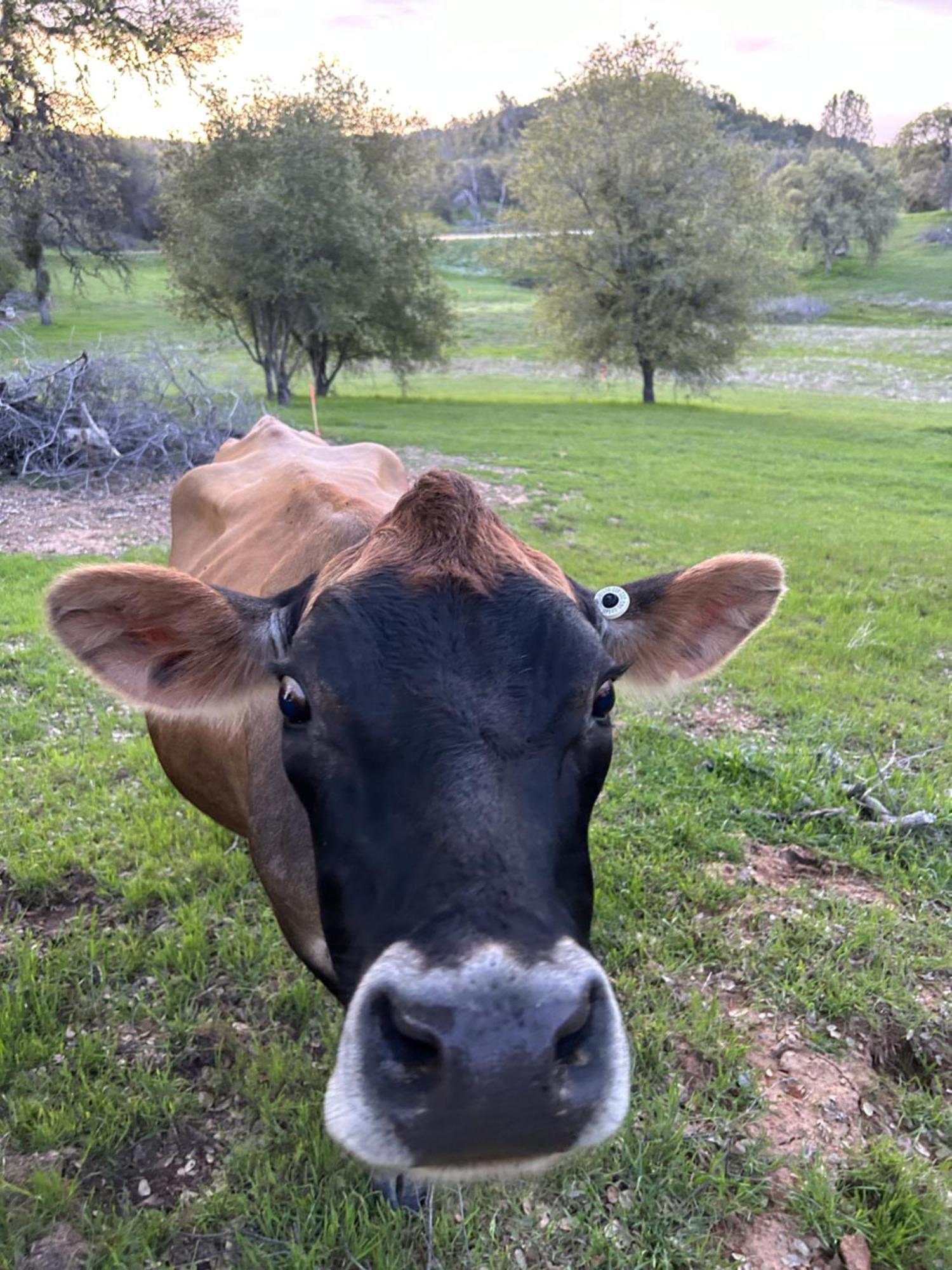 Rolling Oaks Ranch - 200 Acres Of Lakeside Beauty & Countryside Serenity Mariposa Exteriör bild