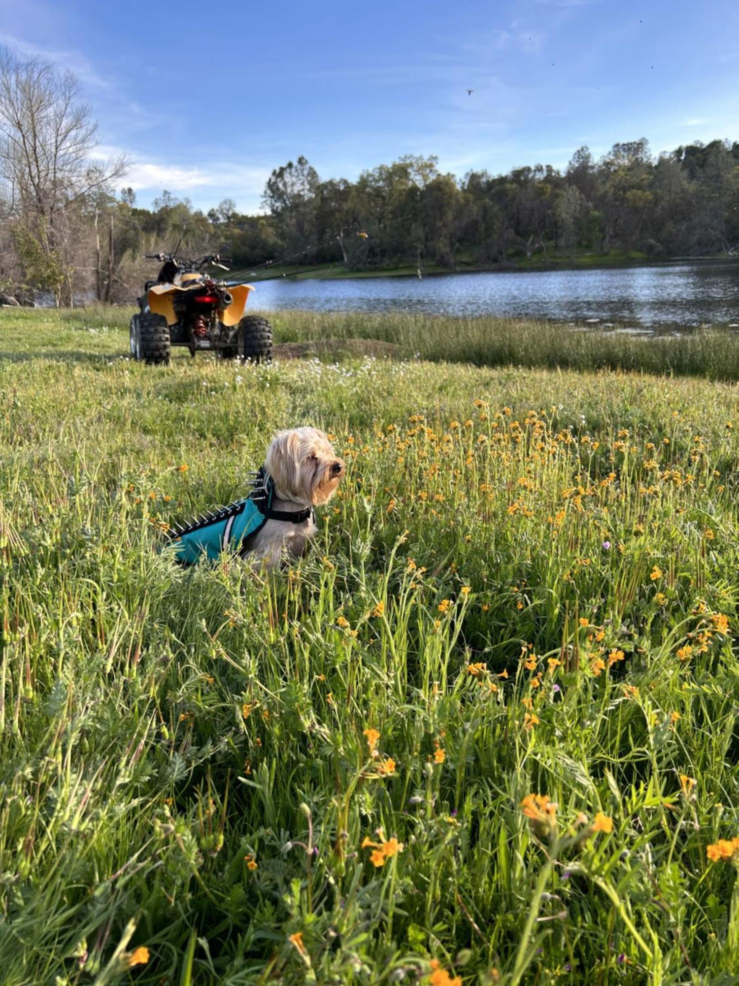 Rolling Oaks Ranch - 200 Acres Of Lakeside Beauty & Countryside Serenity Mariposa Exteriör bild